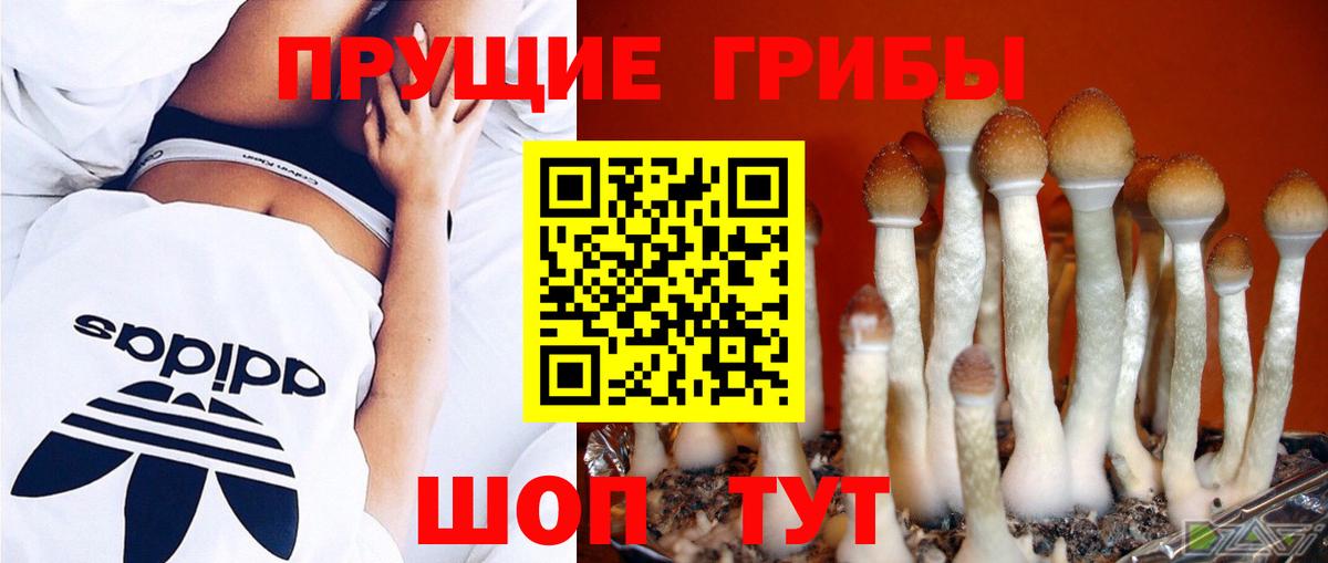 Галлюциногенные грибы Cubensis  Вход с VPN  Зеленогорск 